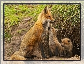 Młode, Mama, Lis