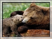 Młode, Mama, Miś