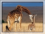 Młode, Mama, Żyrafa
