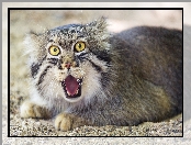 Kot, Manul, Dziki