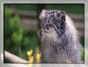 Manul, Oczy