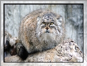 Manul, Skała