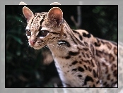 Margay