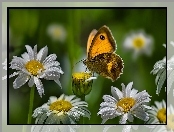 Margerytka, Motyl