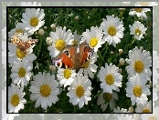 Rusałka pawik, Margerytki, Motyl