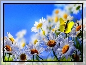 Margerytki, Motyl, Białe, Żółty