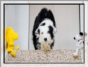Maskotki, Border collie, Schody