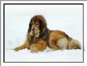 Mastif tybetański, Śnieg, Pies, Zima