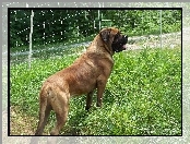 Mastif angielski, Mastiff, trawa, zielona