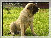 Mastiff, suka, Mastif angielski