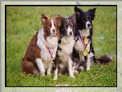 Medale, Trawa, Border collie, Psy, Łąka