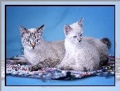 Mekong Bobtail, Dwa, Kotki