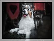 Kratka, Metalowa, Owczarek australijski, Pies, Australian shepherd