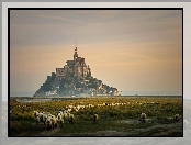 Opactwo św. Michała Archanioła, Francja, Owce, Wzgórze, Normandia, wyspa Mont Saint-Michel