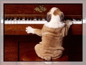Fortepian, Śmieszne, Pies