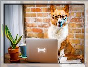 Śmieszne, Laptop, Welsh corgi pembroke, Pies, Okulary