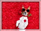 Śmieszne, Okulary, Róża, Jack Russell terrier, Płatki