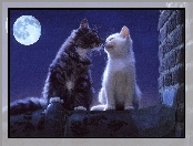 Miłość, Księżyca, Koty, Dwa, Pełnia