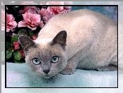 Mink Tonkinese, Kot