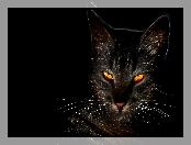 Fractalius, Miodowe, Kot, Czarne, Tło, Mordka, Oczy