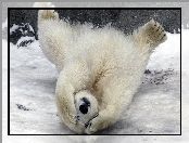 Łapy, Miś, Polarny