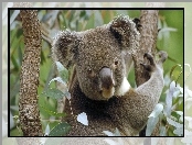Australia, Miś, Koala