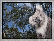 Drzewa, Miś, Koala