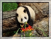 Kwiaty, Miś, Panda