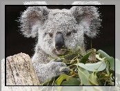 Liście, Miś, Koala