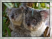 Małe, Miś, Koala
