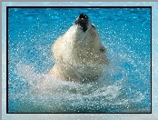 Miś, Niedźwiedź polarny