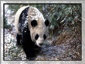 Śnieg, Miś, Panda