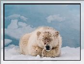 Śnieg, Miś, Polarny
