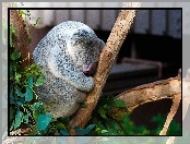 Miś, Drzewo, Śpiący, Koala