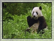 Trawy, Miś, Panda