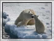 Całus, Misie, Polarne