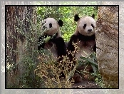 Dwa, Misie, Drzewa, Panda