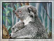 Koala, Misie