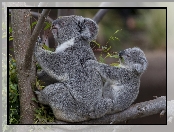Rodzinka, Misie, Koala