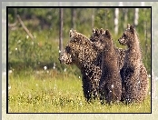 Misie, Trawa, Zapatrzone, Gryzli