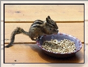 Ziemna, Chipmunk, Słonecznika, Ziarenka, Wiewiórka, Miska