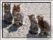 Młode, Maine coon, Cztery, Koty