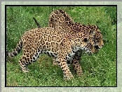 Młode, Jaguary