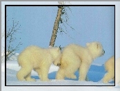 Młode, Polarne, Trzy, Niedźwiedzie