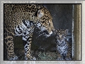 Młody, Matka, Dzikie, Jaguary, Koty