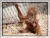 Młody, Orangutan