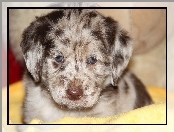 Szczeniak, Owczarek australijski-australian shepherd