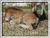 Siano, Młody, Konik