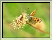 Motyl, Mniszek Pospolity