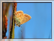 Motyl, Modraszek adonis